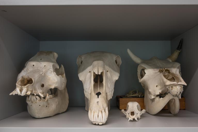 Collections pédagogiques du Lycée Brequigny, 7 Avenue Georges Graff (Rennes)