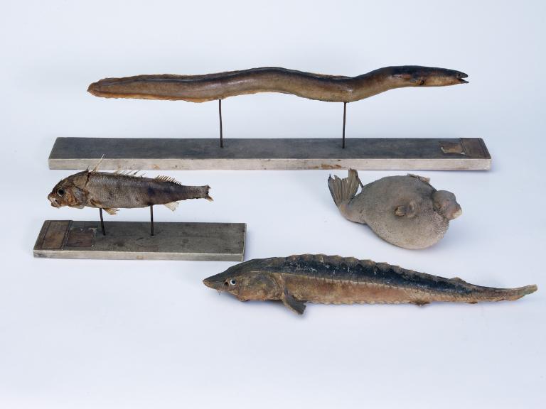 Collections pédagogiques du Lycée Joseph Loth, 4 Rue Jean-Marie de Lamennais (Pontivy)