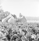 Ferme, Kerroué (Kerlaz)
