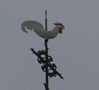 Coq