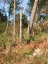 Croix de chemin, la Joubinière (Bruc-sur-Aff)