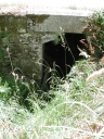 Aqueduc, Cahan (Langon)