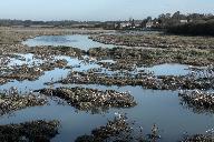 Ecart, les Bas Champs, la Coquenais dit havre des Bas Champs (Pleudihen-sur-Rance)