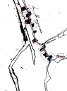 Écart, la Marquerais (Thorigné-Fouillard)