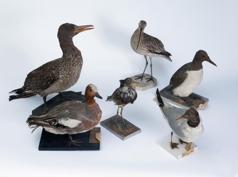 Collections pédagogiques du Lycée Joseph Loth, 4 Rue Jean-Marie de Lamennais (Pontivy)