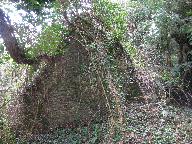 Kanndi de Cleuz Bras (Saint-Urbain)