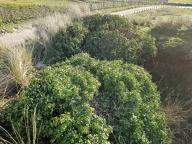 Construction non identifiée, pointe d’Enez-Vihan, Dunes de Keremma (Tréflez)
