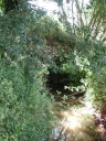 Pont, près du Mesnil (Talensac)