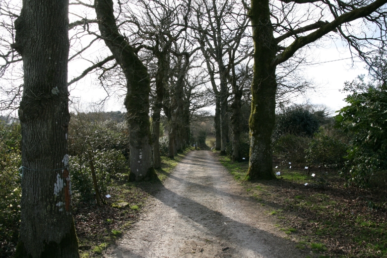 Jardin botanique dit arboretum du Poërop (Huelgoat)