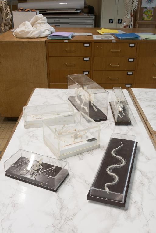 Collections pédagogiques du Lycée Brequigny, 7 Avenue Georges Graff (Rennes)