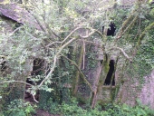 Moulin à farine du Rojou (Saint-Gilles-Pligeaux)