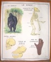 Série de 18 estampes pour illustrer une leçon de sciences : Les animaux